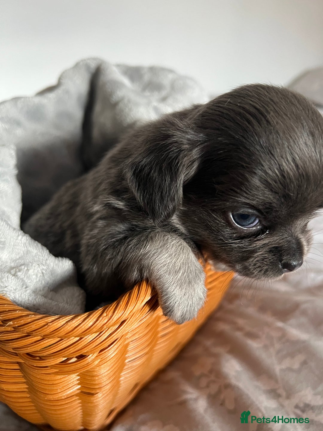 Chihuahua dogs for sale: Beautiful boy long hair Chihuahuas for sale  - Image 5