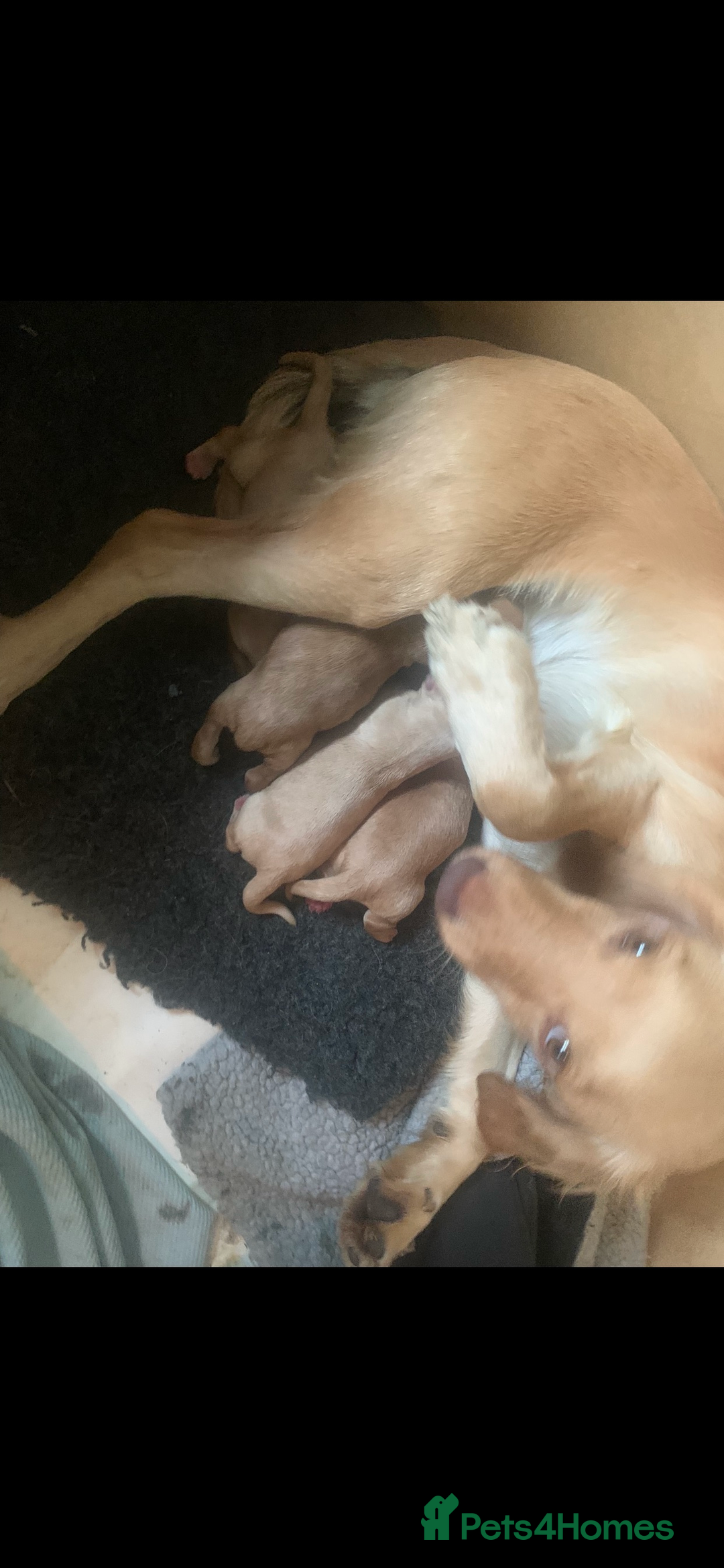 Sprocker dogs for sale: Stunning Sprocker pups - Advert 5