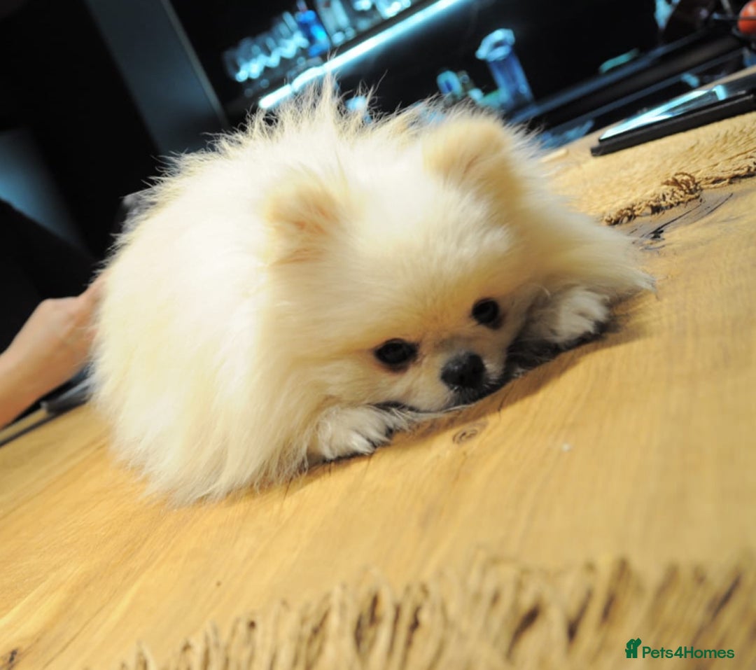 Pomeranian dogs for stud: Tiny Pomeranian for stud - Image 3