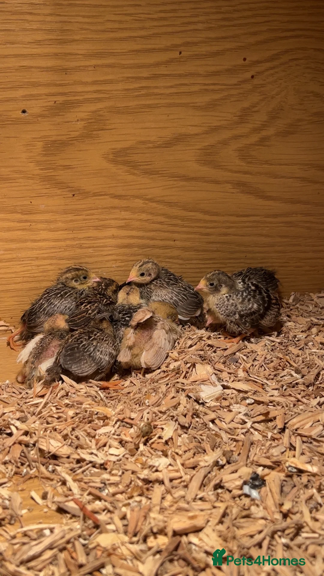 Quail poultry for sale: Chinese painted quail unsexed  - Advert 2