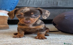 Dachshund dogs for sale: Miniature Chocolate Dapple Dachshund Bitch  - Image 10