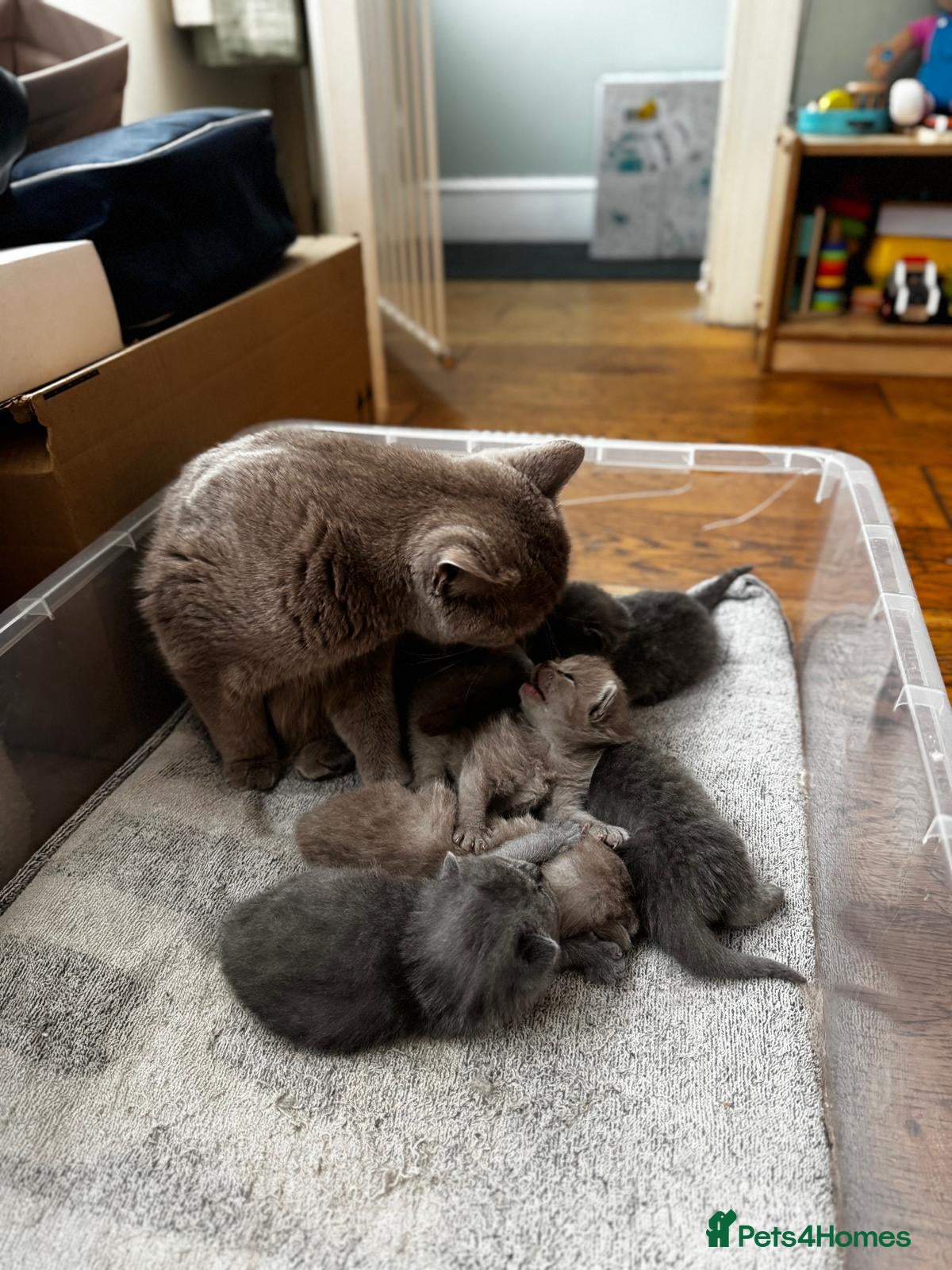 British Shorthair cats Beautiful British Shorthair Kittens - Advert 1