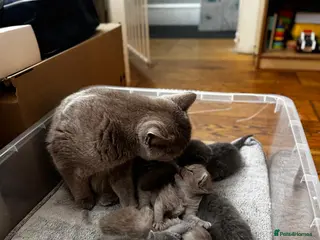 British Shorthair cats Beautiful British Shorthair Kittens - Advert 3