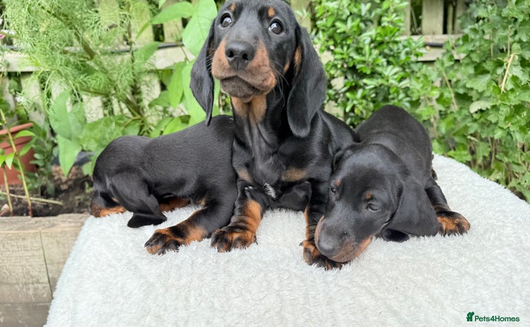 Miniature Dachshund dogs - Advert 13