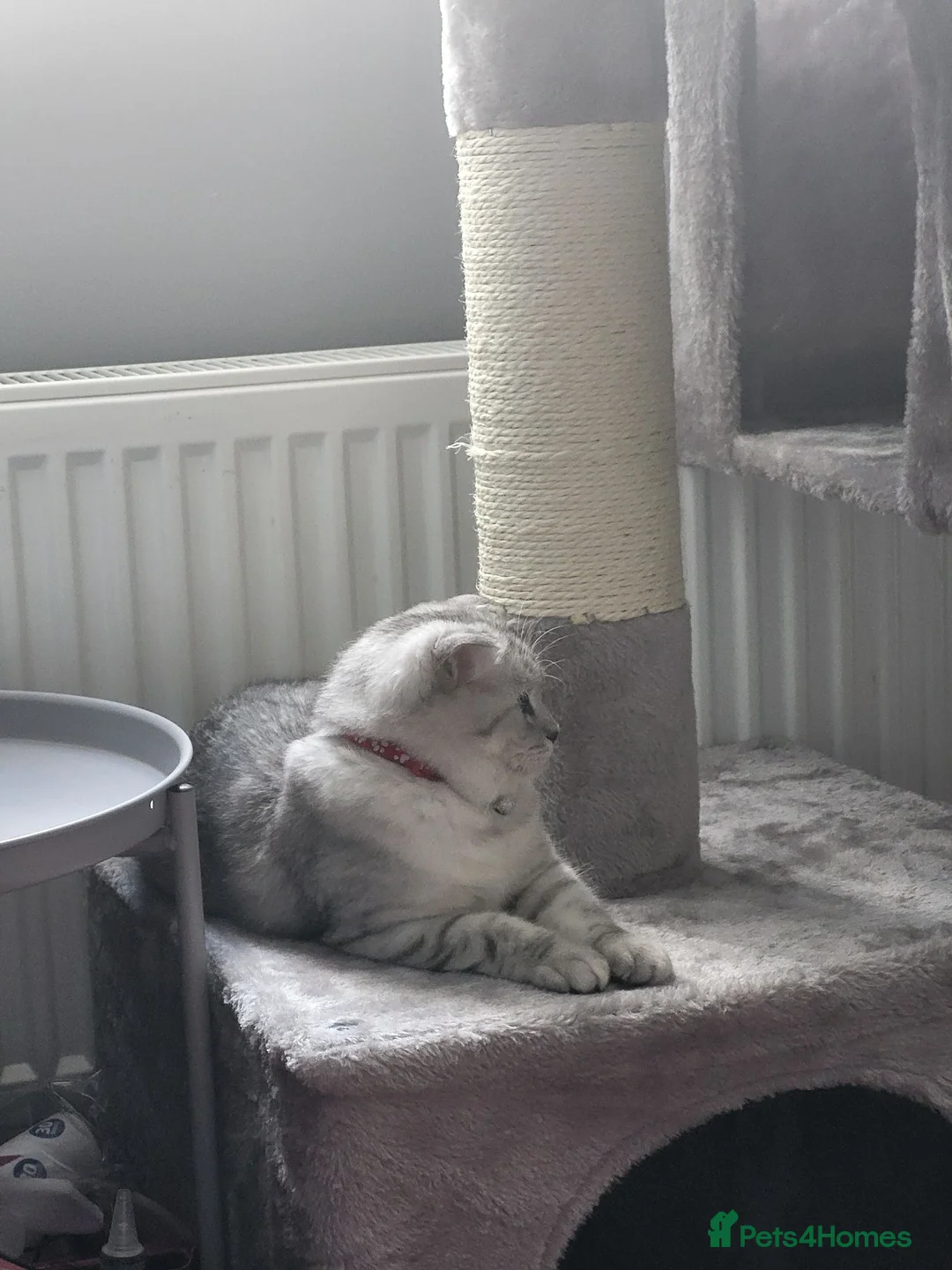 Scottish Fold cats for sale: 2 year old crystal  female  - Advert 1