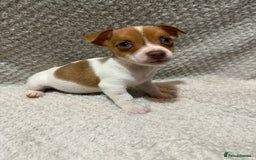 Jack Russell dogs for sale: Jack Russell puppies (JUST 1 LEFT) (LUNA) - Image 13