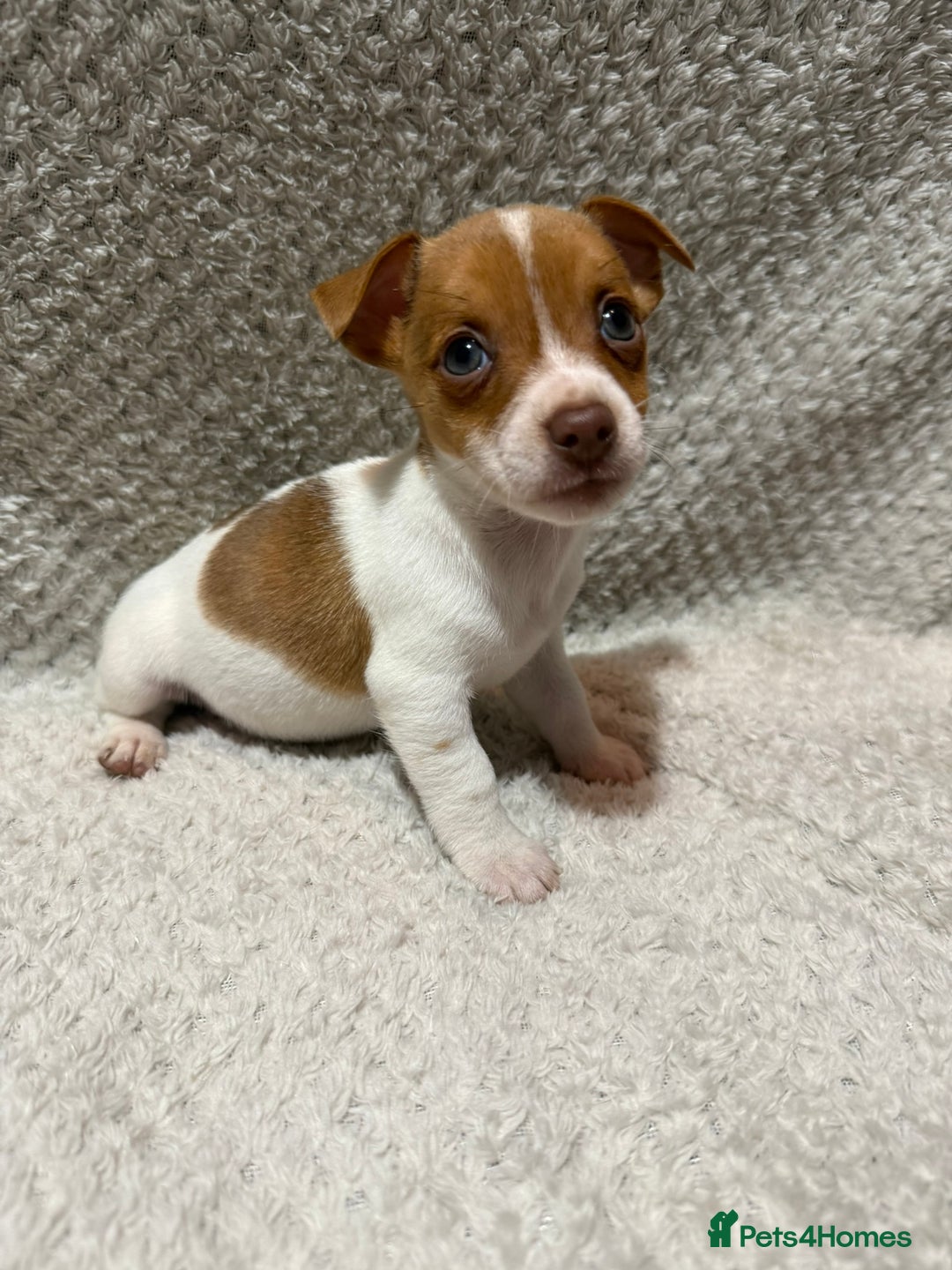 Jack Russell dogs for sale: Jack Russell puppies (JUST 1 LEFT) (LUNA) - Image 13