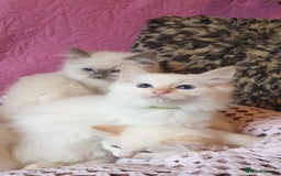 Ragdoll cats for sale: 💖Beautiful GCCF Registered Ragdoll Kittens. - Image 24