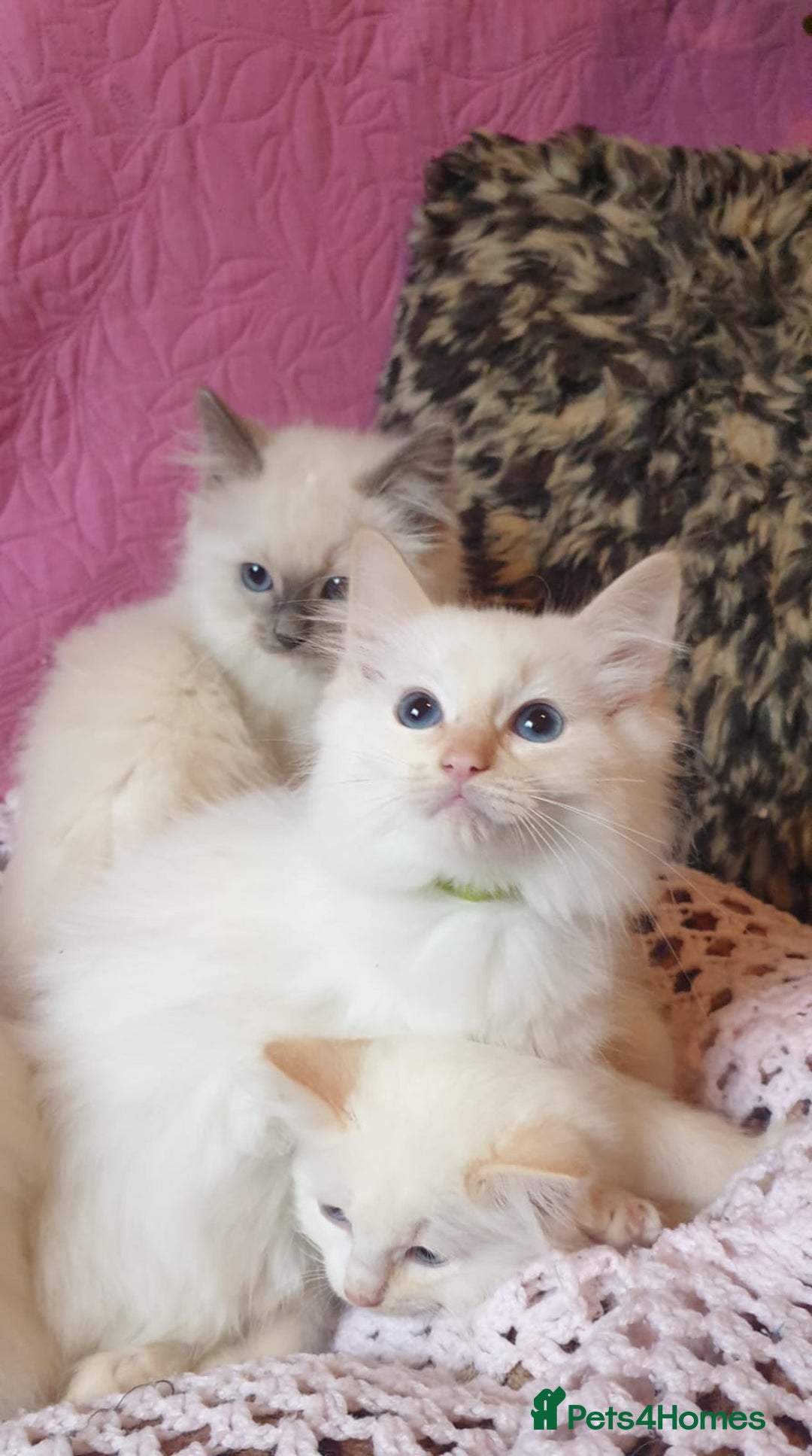 Ragdoll cats for sale: 💖Beautiful GCCF Registered Ragdoll Kittens. - Image 24