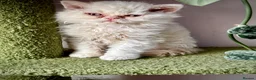 Selkirk Rex cats for sale: Gorgeous Selkirk rex kittens 😻 - Advert 7