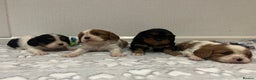 Cavalier King Charles Spaniel dogs for sale: Cavalier King Charles puppy’s  - Advert 20