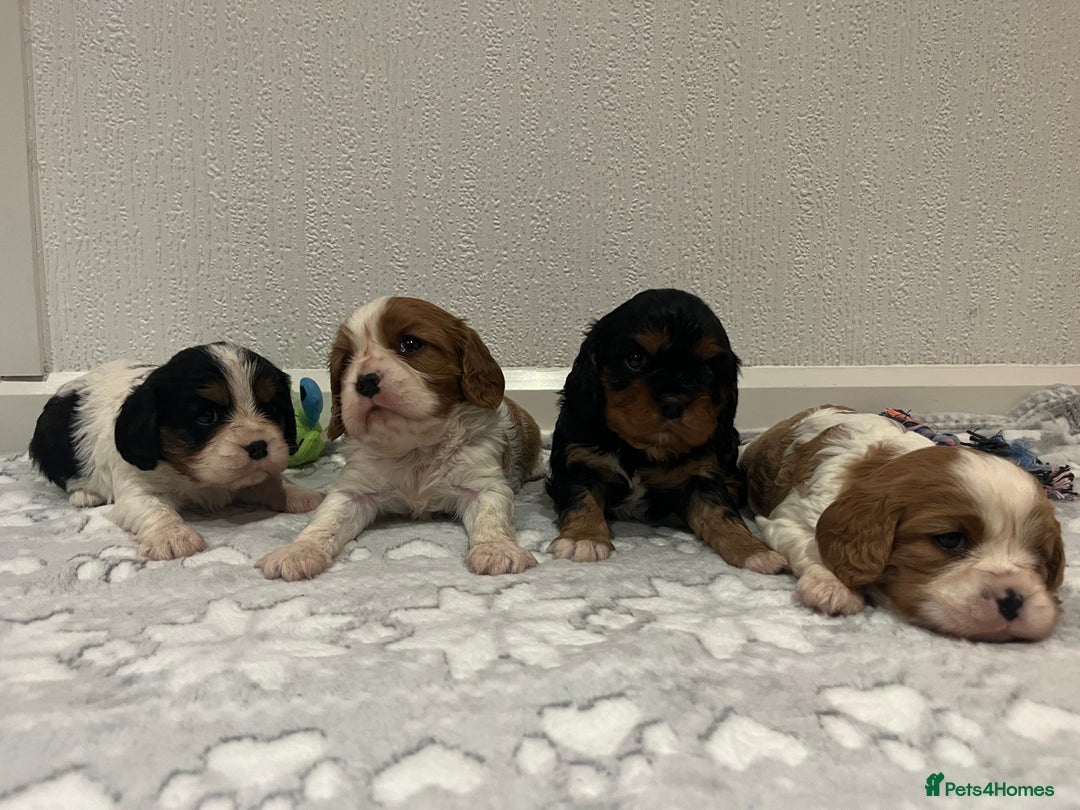 Cavalier King Charles Spaniel dogs for sale: Cavalier King Charles puppy’s  - Advert 20