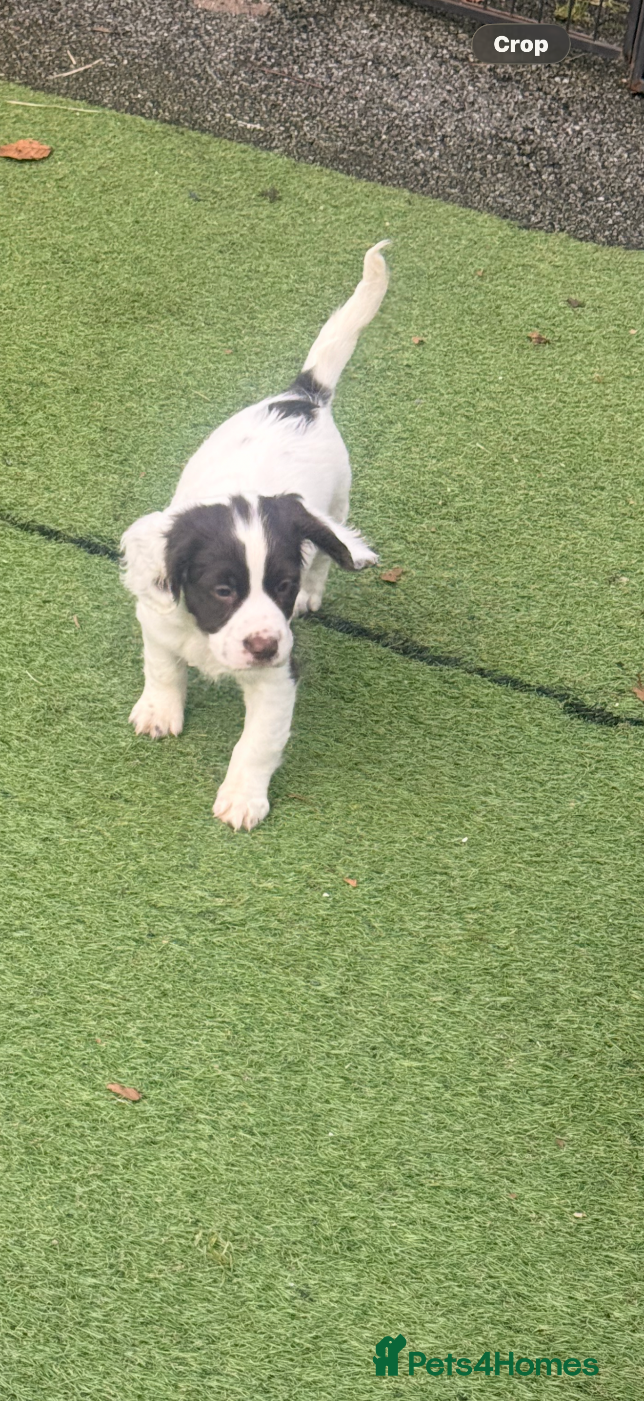 Sprocker dogs Stunning Sprocker girls  - Advert 3