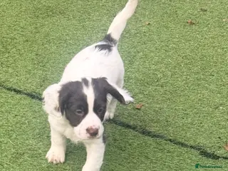 Sprocker dogs Stunning Sprocker girls - Advert 3