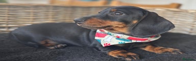 Miniature Dachshund Red Collar 