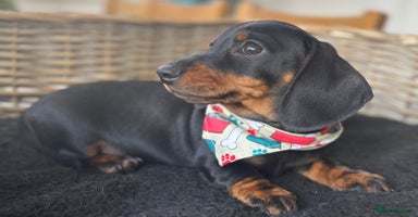 Miniature Dachshund dogs - Advert 9