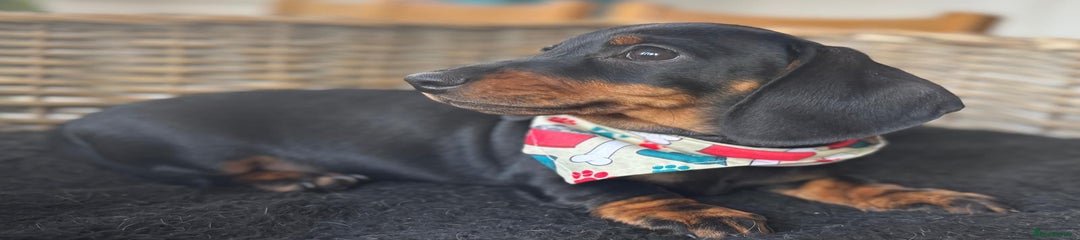 Miniature Dachshund Red Collar 