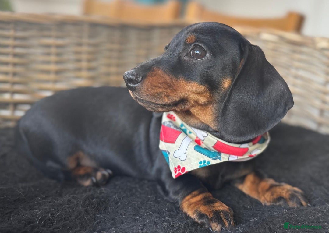 Miniature Dachshund dogs for sale: 🐾Ready to go!!! Reduced KC, Puppies.🐾 - Image 3