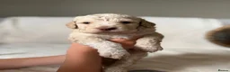 Lagotto Romagnolo dogs for sale: Kennel Club Registered Lagotto Romagnolo Puppies - Advert 8