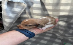 Dachshund dogs for sale: Dapple Dachshund Puppies (5 Girls, 1 Boy) - Image 5
