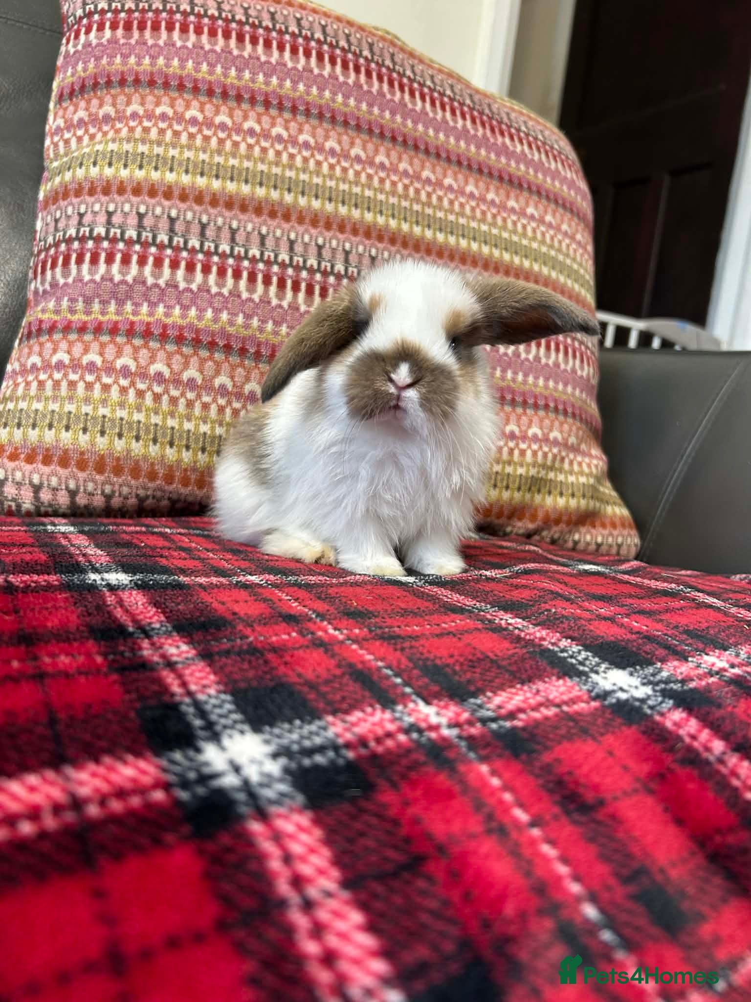 Mini Lop rabbits 2 male mini lops  - Advert 14