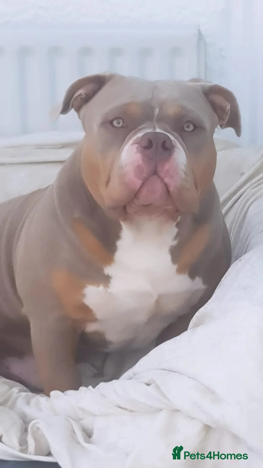 American Bully dogs for stud: American Pocket Bully PROVEN ! in Dartford - Advert 30