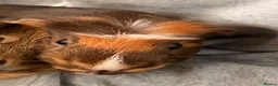 Guinea Pig rodents for sale: Boy Guinea pigs in Leicester - Advert 3