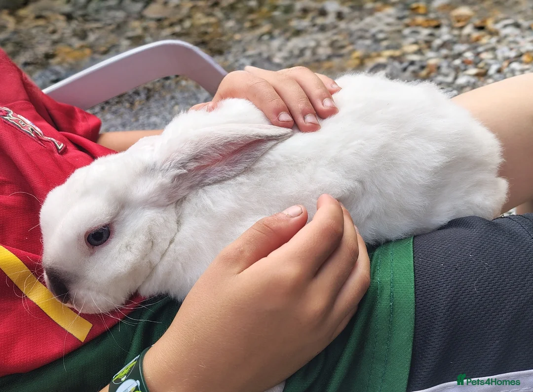 Mini Lop rabbits for sale: Mini lop babies - Advert 2