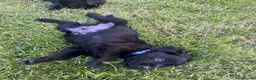 Labrador Retriever dogs for sale: Purebred Black Labrador - Advert 5