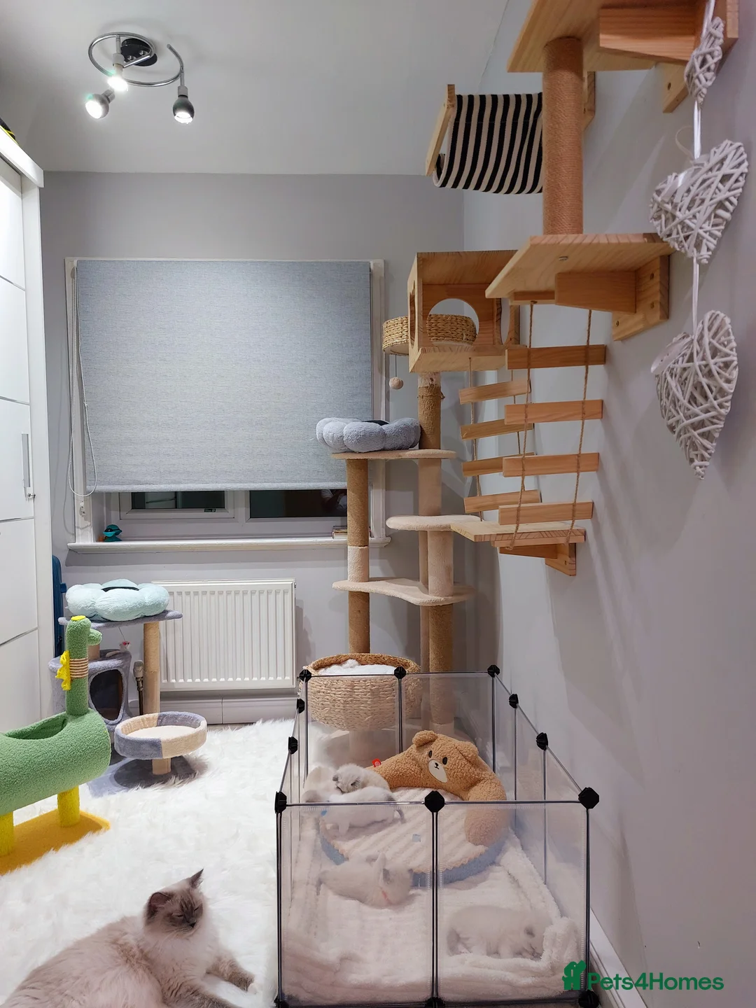 Ragdoll cats for sale: Beautiful Purebred Ragdoll Star-Quality Kittens - Advert 9