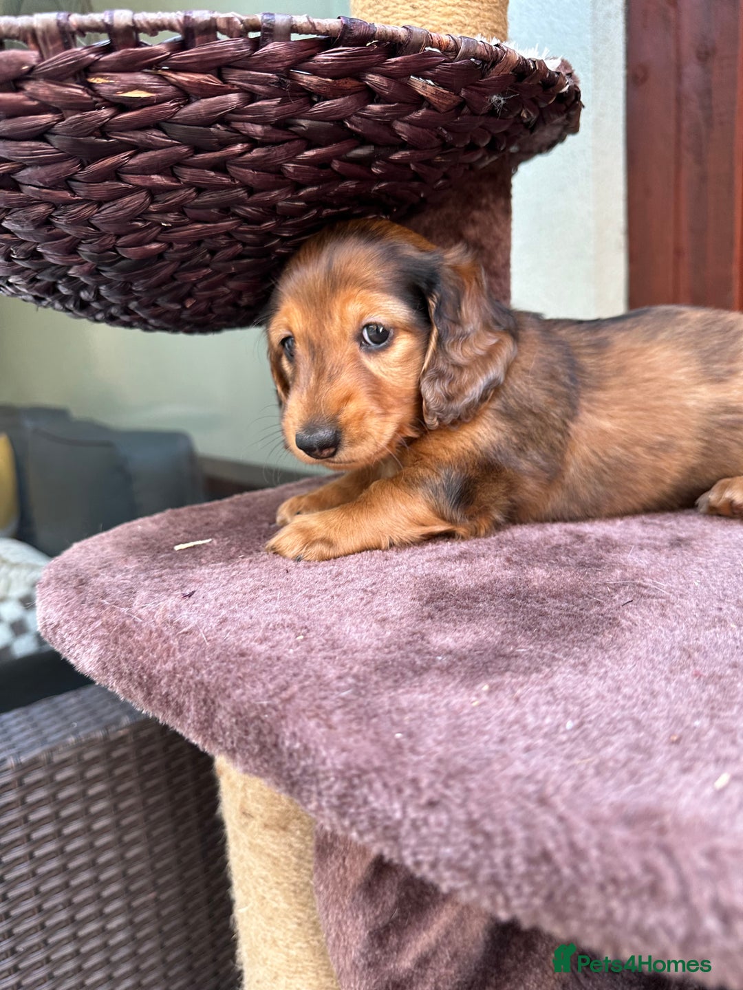 Dachshund dogs for sale: KC Registered Quality Mini Dachshunds long hair  - Image 24
