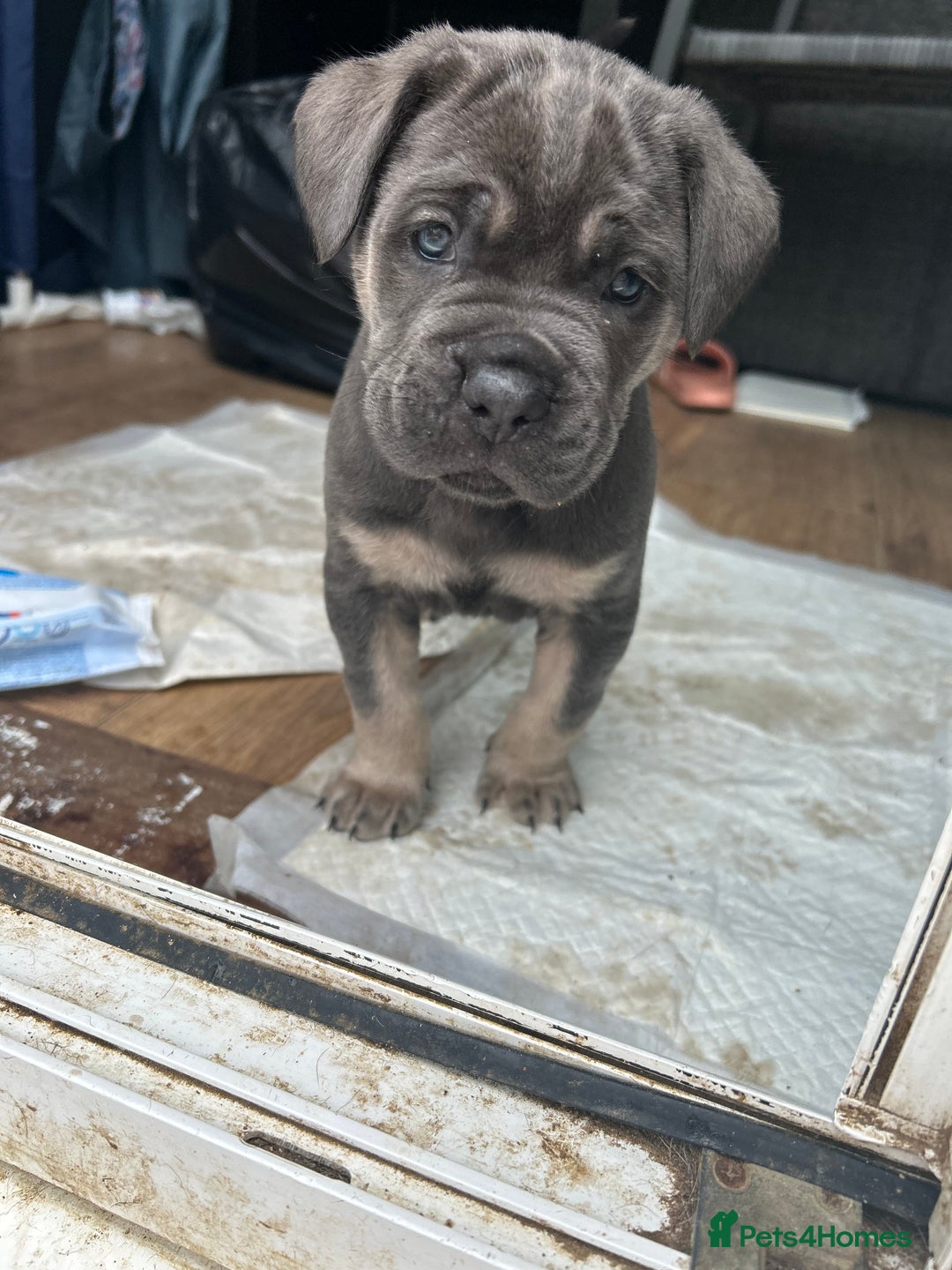 Mastiff dogs for sale: Mastiffs pups in Bury Saint Edmunds - Image 22
