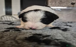 Border Collie dogs for sale: 🏡 Smart, Sweet Border Collie Pups Await You!" - Image 12