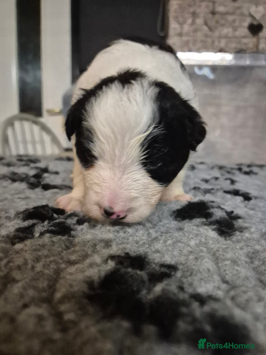 Border Collie dogs for sale: 🏡 Smart, Sweet Border Collie Pups Await You!" - Image 12