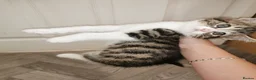 Norwegian Forest Cat cats for sale: For sale// Ready for collection - Advert 10