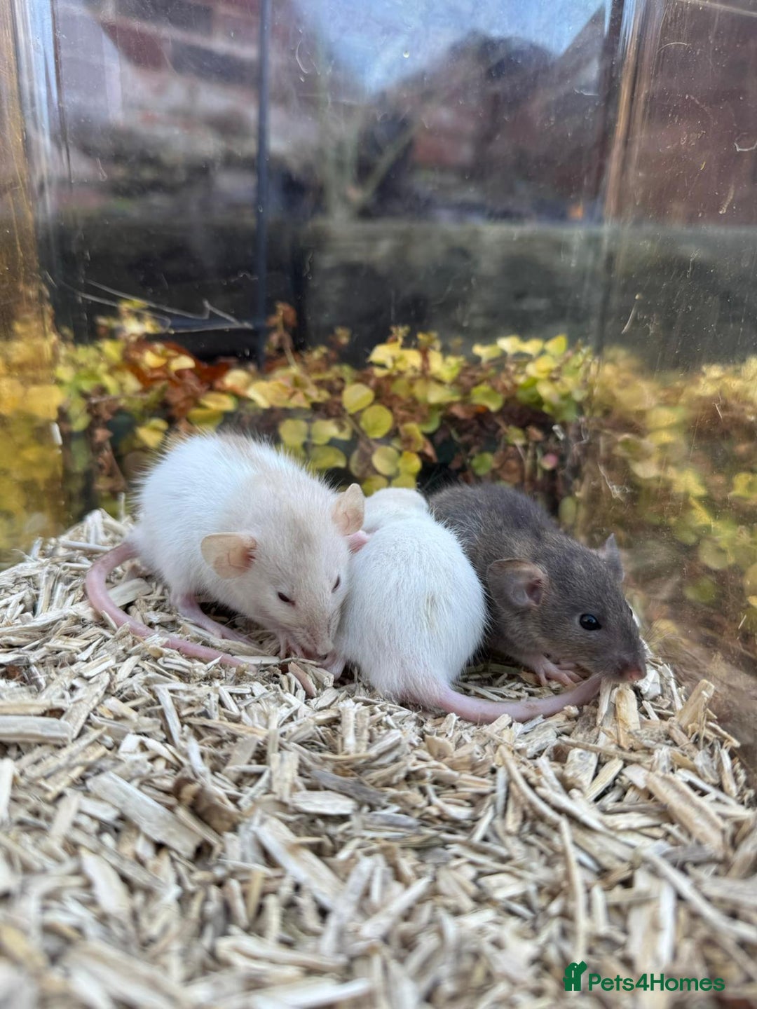 Rat rodents for sale: Beautiful baby full size and dwarf rats ready 9Dec - Advert 5