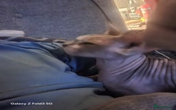 Sphynx cats for sale: Female spynx  - Advert 1