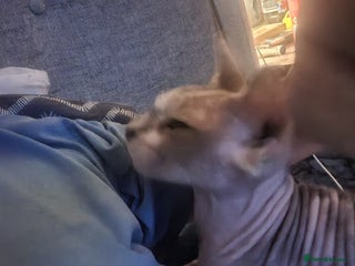 Sphynx cats Female spynx - Advert 8