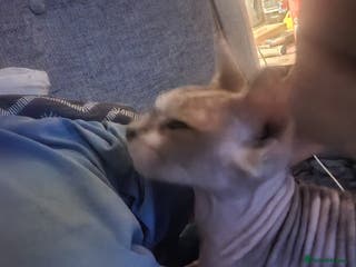 Sphynx cats Female spynx - Advert 7