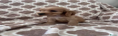 Cocker Spaniel 2