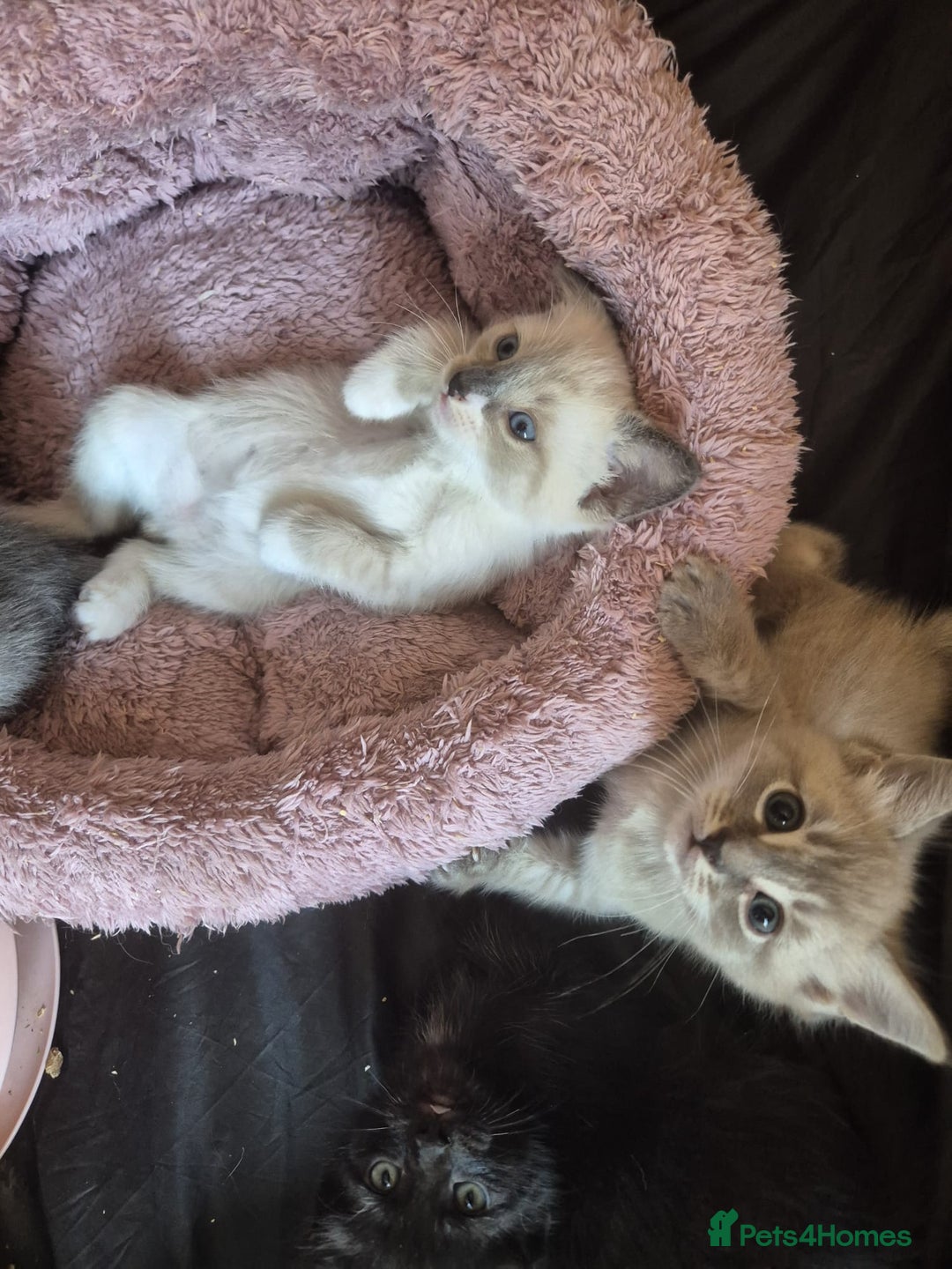 Norwegian Forest Cat cats for sale: Norwegian forest mixed tabby - Image 28