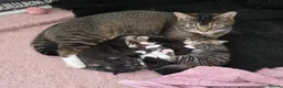 Mixed Breed cats for sale: Beautiful kittens looking for their forever homes  - Advert 8