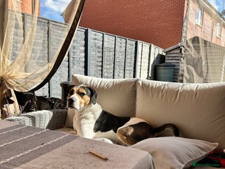 Mixed Breed dogs - Advert 3