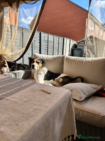Mixed Breed dogs - Advert 15