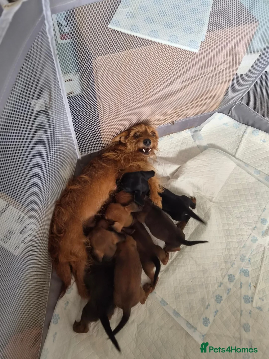 Mixed Breed dogs for sale: Dorkie puppys  - Advert 2