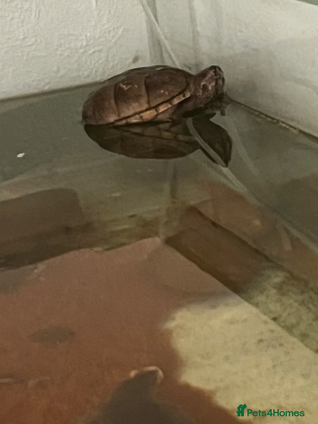 Turtle reptiles for sale: Four turtles plus 5ft tank and stand with set up - Advert 2