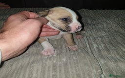 Mixed Breed dogs for sale: Boxer/Staff/Cane Corso Puppies for Sale - Advert 37