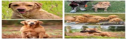 Labrador Retriever dogs for sale: Working Labrador Puppies – KC Registered in Shrewsbury - Advert 30