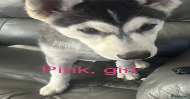 Siberian Husky dogs - Advert 10