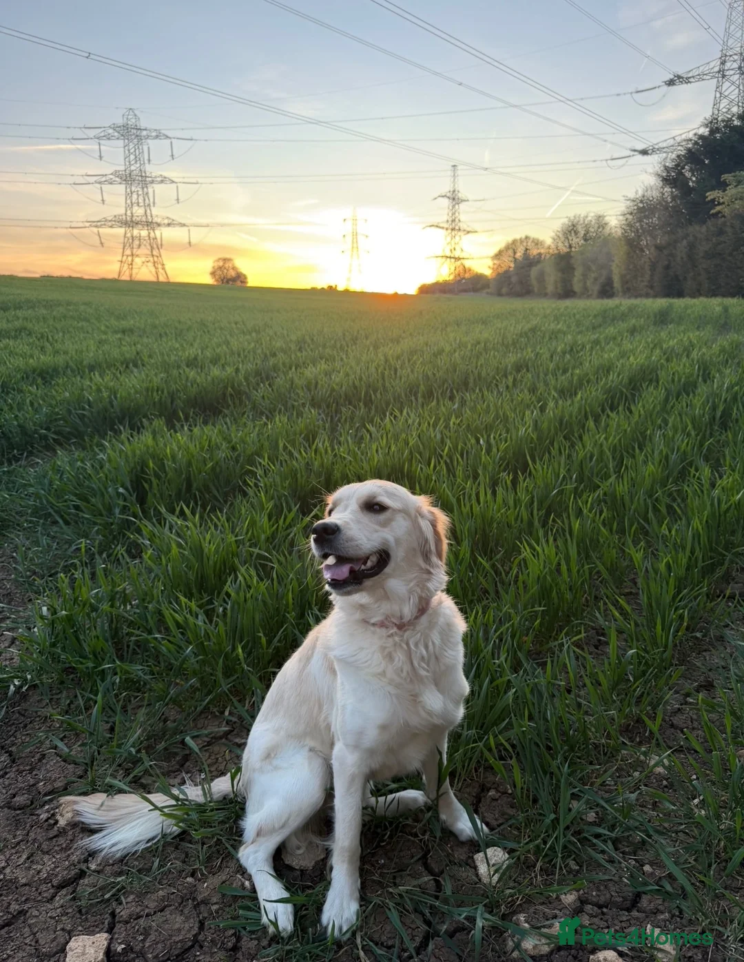 Golden Retriever dogs for sale: Lillie – 1-Year-Old KC Registered Retriever 🐾 in Cheltenham - Advert 1